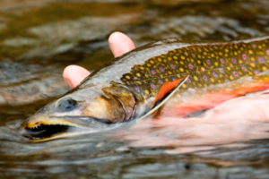 Top Trout Fishing Spots in Maryland