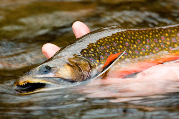 Discover The Top Trout Fishing Spots In Maryland: A Guide To The Best ...