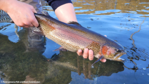 Pennsylvania Trout Stocking Schedule