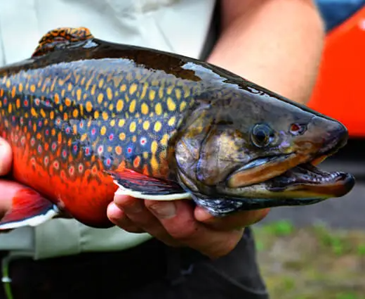 Trout Fishing Magazine: Top Tips for Successful Trout Fishing in the Spring